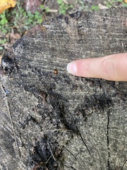 Endomychus biguttatus