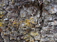 Xanthomendoza