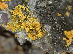 Xanthomendoza