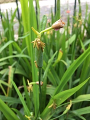 Trimezia steyermarkii