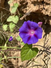 Ipomoea purpurea
