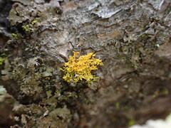 Xanthoria