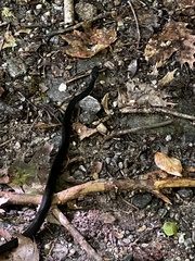 Pantherophis alleghaniensis