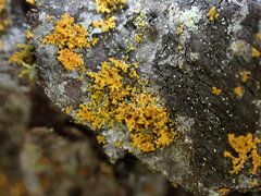 Xanthomendoza
