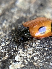 Endomychus biguttatus