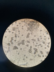 Pluteus