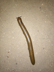 Orthoporus