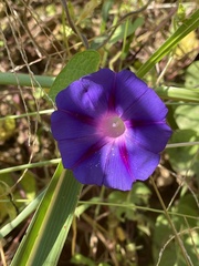 Ipomoea purpurea