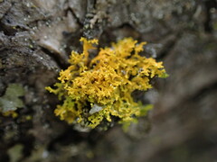 Xanthoria