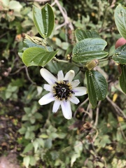 Passiflora alnifolia