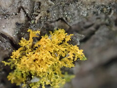 Xanthoria