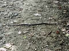 Pantherophis alleghaniensis