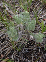 Artemisia frigida