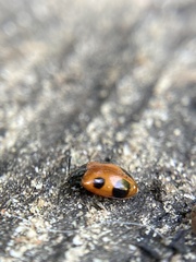 Endomychus biguttatus