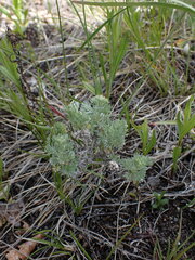 Artemisia frigida
