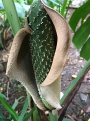 Monstera deliciosa