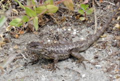 Sceloporus occidentalis bocourtii