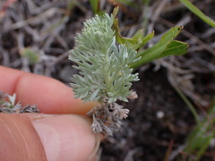 Artemisia frigida