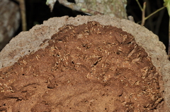 Microcerotermes