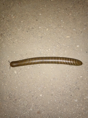Orthoporus