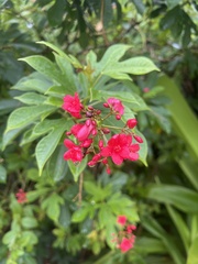 Jatropha integerrima