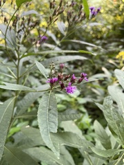 Vernonia