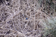 Malurus lamberti