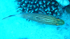 Cheilodipterus macrodon