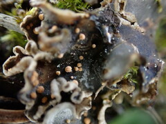 Illosporium carneum