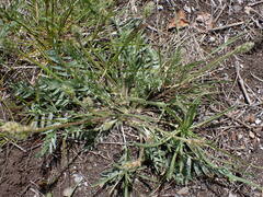 Oxytropis sericea