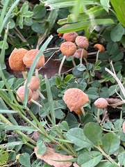 Marasmius vagus