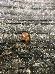 Endomychus biguttatus