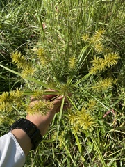 Cyperus strigosus