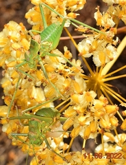 Steropleurus andalusius