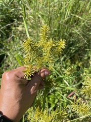 Cyperus strigosus