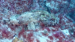 Scorpaena laevis