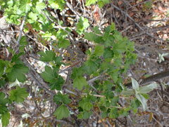 Ribes oxyacanthoides