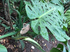Monstera deliciosa