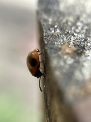 Endomychus biguttatus