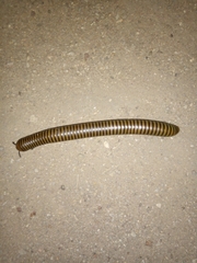 Orthoporus