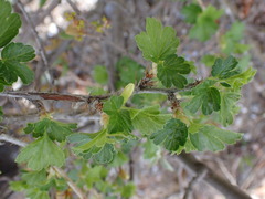 Ribes oxyacanthoides