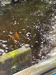 Cinclus mexicanus