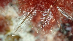 Macrorhynchia philippina