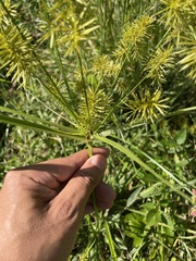 Cyperus strigosus