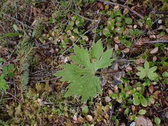 Petasites frigidus palmatus