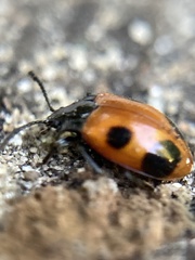 Endomychus biguttatus