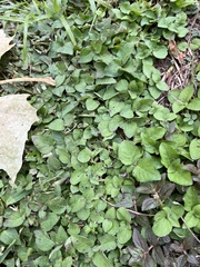 Calyptocarpus vialis