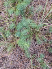 Euphorbia cyparissias