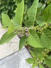 Callicarpa