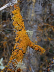 Xanthoria